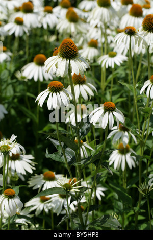 Lila Sonnenhut oder lila Echinacea, Rudbeckia Purpurea (Echinacea Purpurea) 'White Swan', Asteraceae.  Weiße Sorte. Stockfoto
