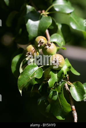 Gemeinsame () Wildbirne, Pyrus Communis 'Beech Hill', Rosengewächse. Unreife Früchte. Stockfoto