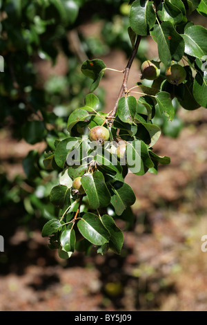 Gemeinsame () Wildbirne, Pyrus Communis 'Beech Hill', Rosengewächse. Unreife Früchte. Stockfoto