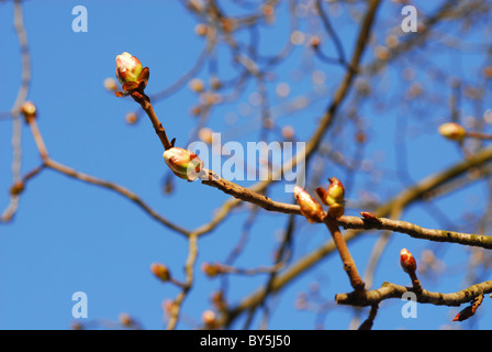 Feder Stockfoto