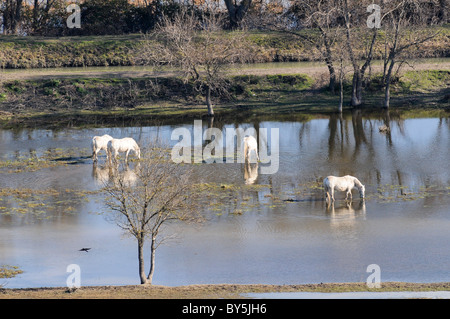 Camargue-Pferde Stockfoto