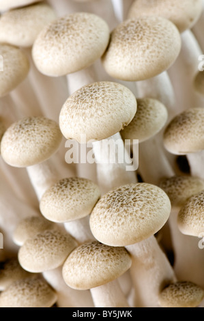 Nahaufnahme von Buna Shimeji Bio Pilze auch bekannt als braun Buche Pilze Stockfoto