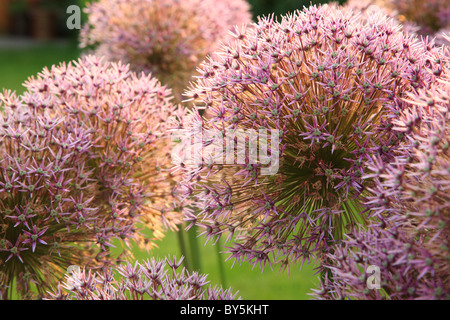 Purple Sensation; Allium Aflatunense allium Stockfoto