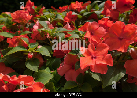 Rote Geranien Blume in voller Blüte Stockfoto