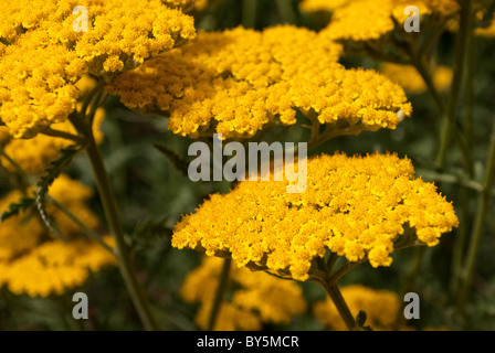 Achillea Filipendulina Fernleaf Schafgarbe Stockfoto