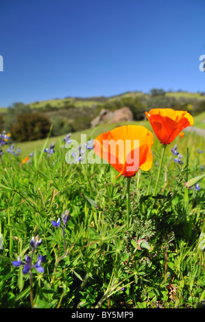 Mohnfeld in Kalifornien in den Frühling Stockfoto