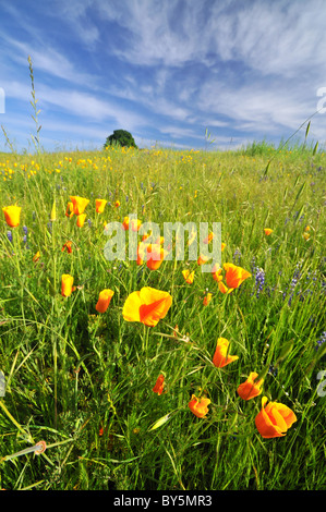 Mohn Blumen in Nordkalifornien Stockfoto