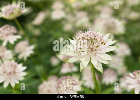 Astrantia große sternförmige Blüte Kopf Stockfoto