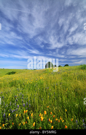 Mohn Blumen in Nordkalifornien Stockfoto