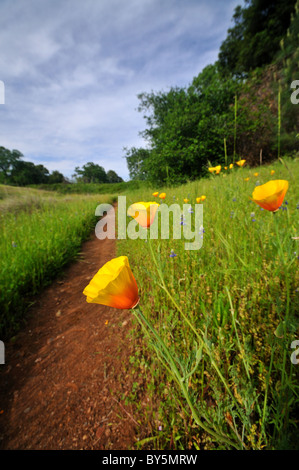 Mohn Blumen von einem Trail in Nord-Kalifornien in der Nähe von Auburn Stockfoto