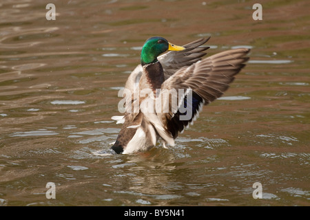 Eine männliche Stockente mit den Flügeln schlägt. Stockfoto