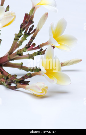 Nahaufnahme von Jasmin (Plumeria Alba) Blumen auf weißem Hintergrund Stockfoto