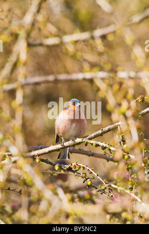 BUCHFINK FRINGILLA COELEBS Stockfoto