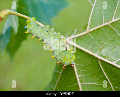 Cecropia Moth (Hyalophora Cecropia) Raupe Essen verlässt Stockfoto