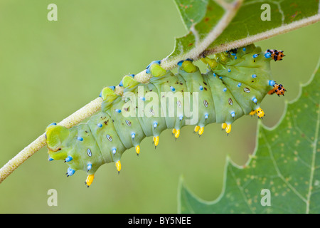 Cecropia Moth (Hyalophora Cecropia) Raupe Essen verlässt Stockfoto