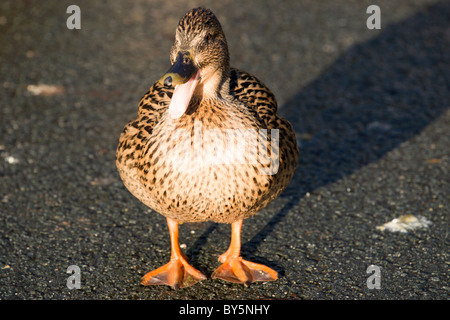 Enten am Raby Mere im Winter, wenn die bloße gefroren ist. Stockfoto