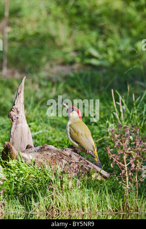 GRÜNSPECHT PICUS VIRIDIS ON STUMPF TEICH Stockfoto