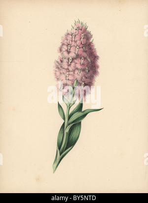 Fringed Orchis mit blass rosa und weißen Blüten, Platanthera Psycodes (Orchis Psycodes). Stockfoto