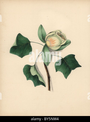 Blüte der Tulpenbaum, Liriodendron Tulipifera. Stockfoto