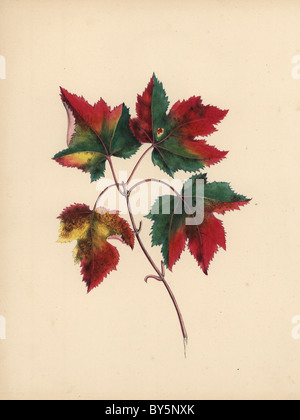 Herbstliche Ahornblätter (Acer Rubrum) in grün, Gold, Purpur und braun. Stockfoto