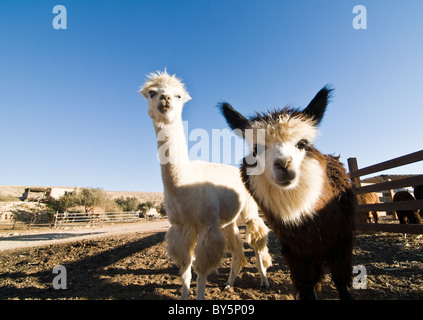 Lustige Alpakas, Check-out die Kamera in das Alpaka farm in Mitzpe Ramon, Israel. Stockfoto