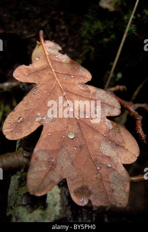 Blatt mit Wassertropfen Stockfoto