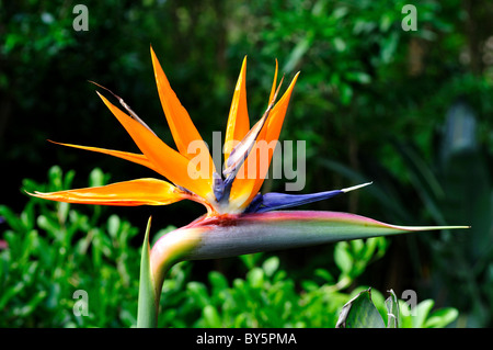 Ein Paradiesvogel Blume. Cape Town, Südafrika. Stockfoto