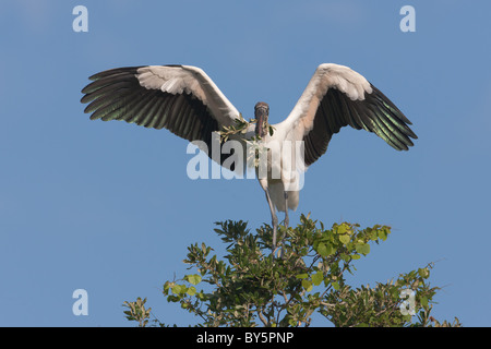 Holz-Storch (Mycteria Americana) sammeln Nistmaterial Stockfoto