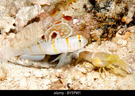 Randall Shrimpgoby, Amblyeleotris Randalli, mit weiß gesäumt schnappen Garnelen, Alpheus Ochrostriatus. Stockfoto