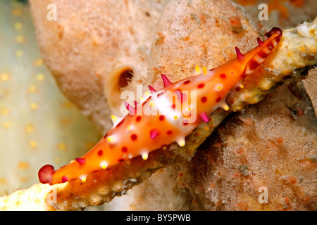 Rosig Spindel Kaurischnecken, oder Ovulid, Phenacovolva Rosea. Stockfoto