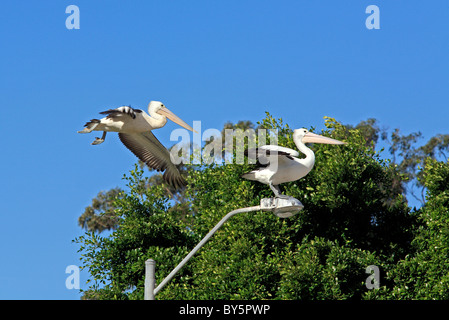 Zwei australische Pelikane Pelecanus Conspicillatus, Stand am Anfang eine Straßenlaterne, mit einem zweiten fliegen dicht dahinter. Stockfoto