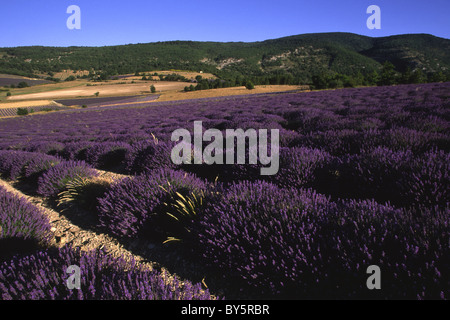 Lavendelfelder in der Provence, Frankreich Stockfoto