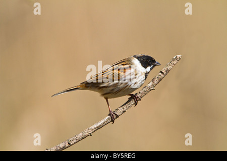 REED BUNTING EMBERIZA SCHOENICLUS Stockfoto