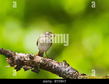 WILLOW WARBLER PHYLLOSCOPUS TROCHILUS Stockfoto