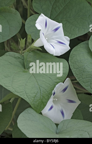 Prunkwinde (Ipomoea Tricolor), Hybrid. Stockfoto