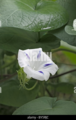 Prunkwinde (Ipomoea Tricolor), Hybrid. Stockfoto