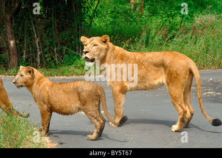 Indische Löwen und Cub Stockfoto