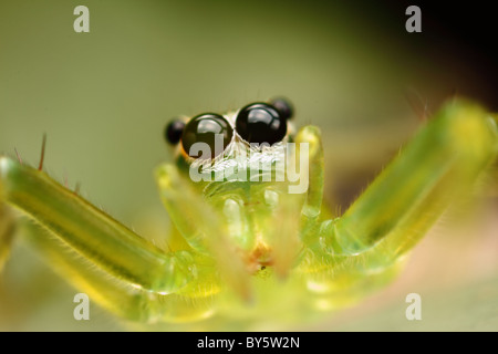 Foto ist eine grüne transparente Jumper Spinne im Moment des Sprunges. Stockfoto