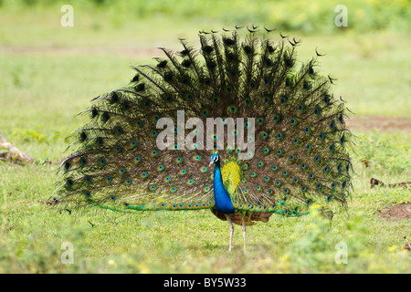 Pfau tanzen in Yala Nationalpark Sri Lanka Stockfoto