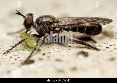 Robber Fly (Atomosia sp) zum Zeitpunkt des Verzehrs eines membracidae Stockfoto