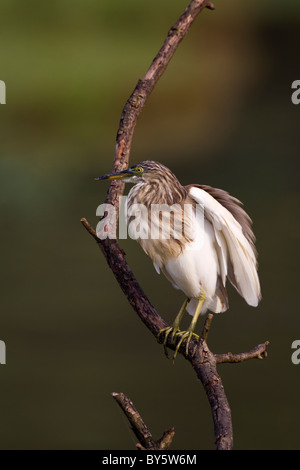 Indischen Teich Heron oder Paddybird (Ardeola Grayii) in Sri Lanka Stockfoto
