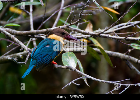 Storch-billed Kingfisher Pelargopsis Capensis (ehemals Halcyon Capensis) bei Talangama Feuchtgebiet, Sri Lanka. Stockfoto