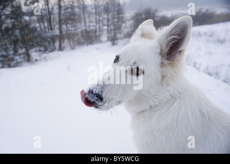 Die Fotografie der Berger Blanc Suisse (Synonym von weißen Schäferhund) im Schnee. Stockfoto