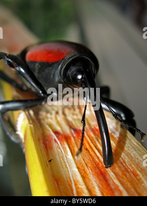 Elefanten-Käfer Megasoma Elephas auf einem Zuckerrohr Stockfoto