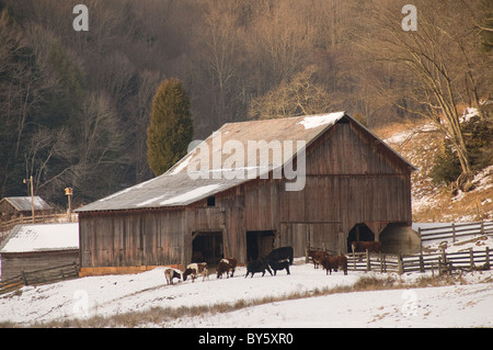 Rustikale Scheune mit Schnee am Boden und Rinder stehen im Bereich USA Stockfoto