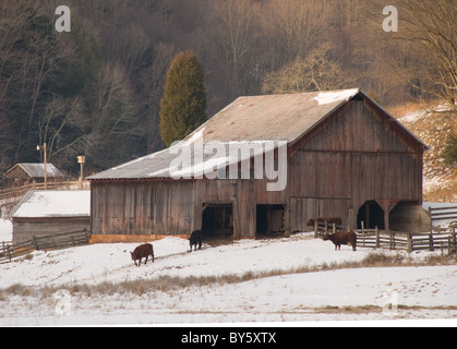 Rustikale Scheune mit Schnee am Boden und Rinder stehen im Bereich USA Stockfoto