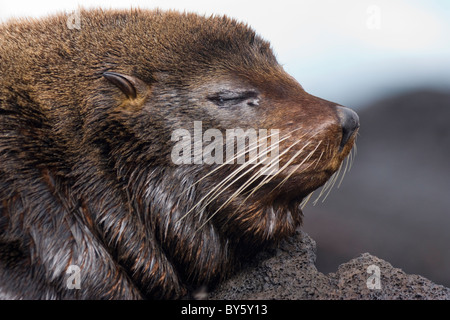 Galapagos Seebär Arctocephalus Galapagoensis Santiago James den Galapagosinseln Stockfoto