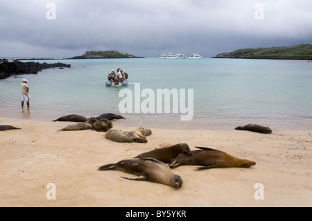 Galapagos-Seelöwen-Zalophus Californianus Säugetiere Hispanola Haube Punta Suarez Ecuador Stockfoto