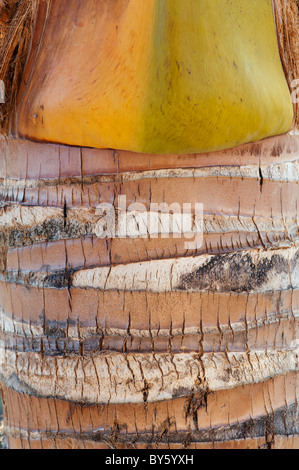 Cocos nucifera. Indische Kokospalme Rinde. Andhra Pradesh, Indien Stockfoto