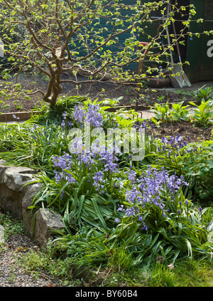 BLAUE GLOCKEN IM GARTEN MIT KLEINEN HASELNUSS BAUM ENGLAND UK Stockfoto